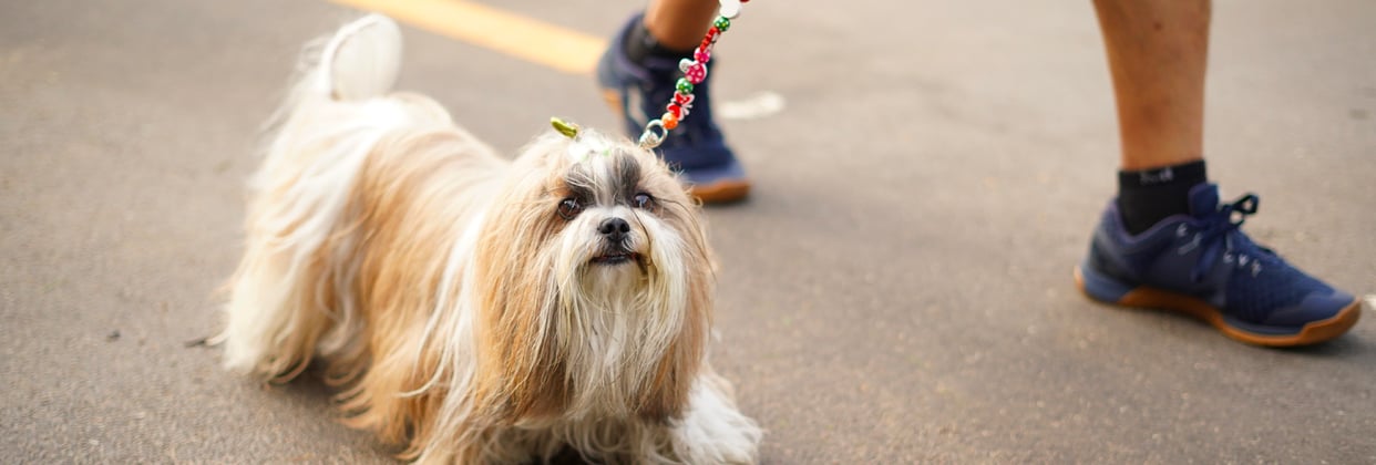 A lhasa apsos walking on its lead alongside its owner.