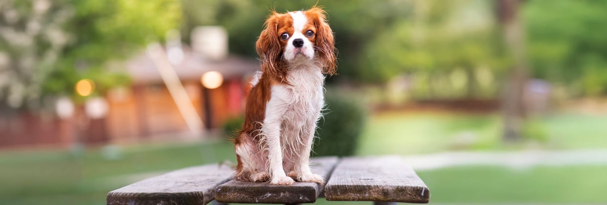 Cavalier King Charles Spaniel sitting on picnic bench outside looking sad