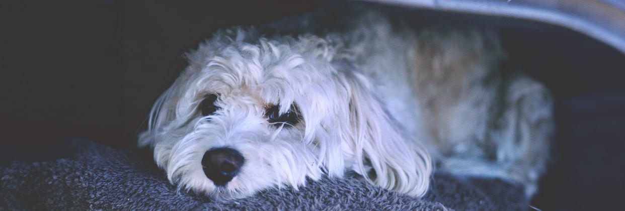 A sad looking Cavachon, resting on a blanket