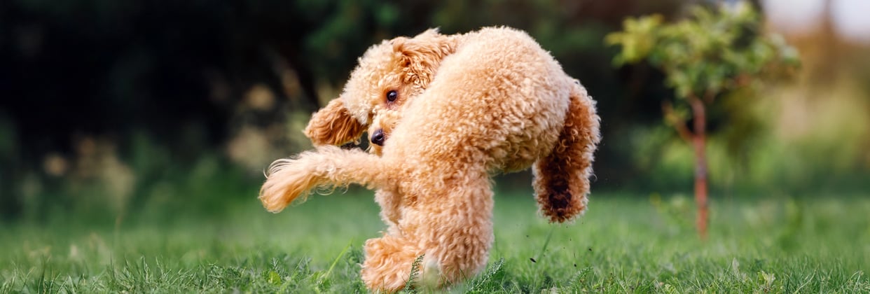 A Poodle jumping into the air.