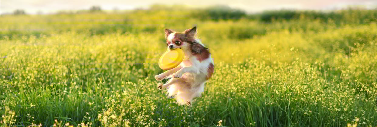 A Chihuahua leaping through a field.