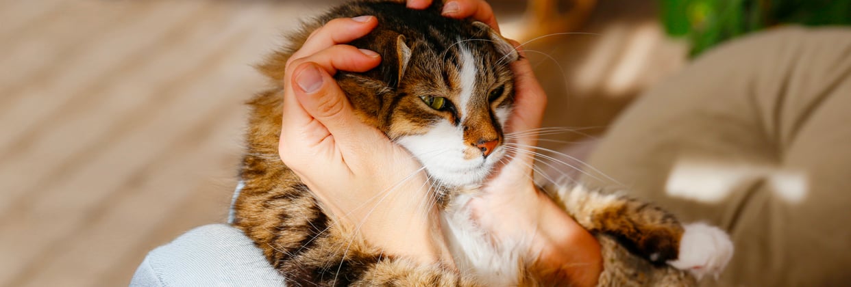 A siberian cat with its head cupped in its owners hands.