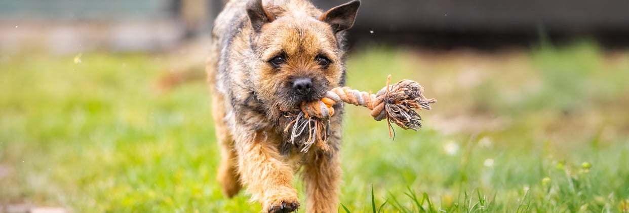A border terrier running with a rope toy.