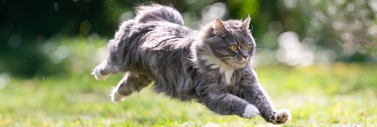 A Maine Coon cat jumping through the air on grass.