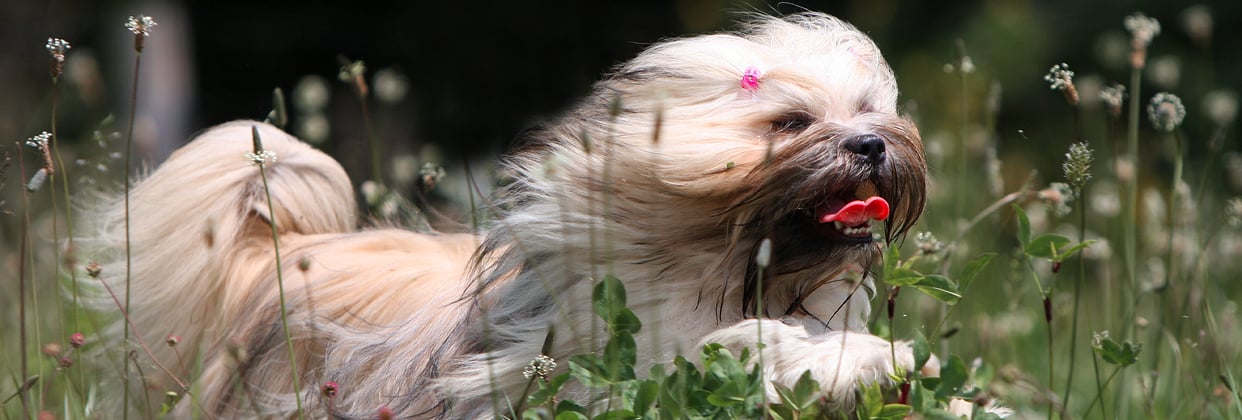 A lhasa apsos sprinting through a field.