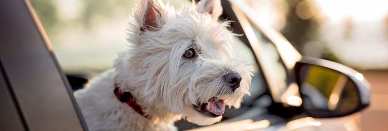 West Highland White Terrier with head out of car window 