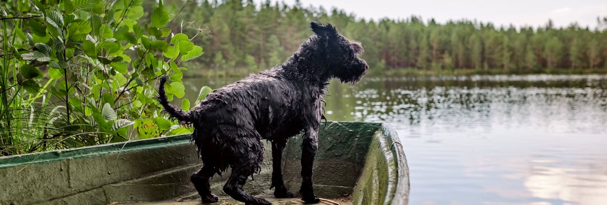A miniature schnauzer on a boat looking out at a lake.
