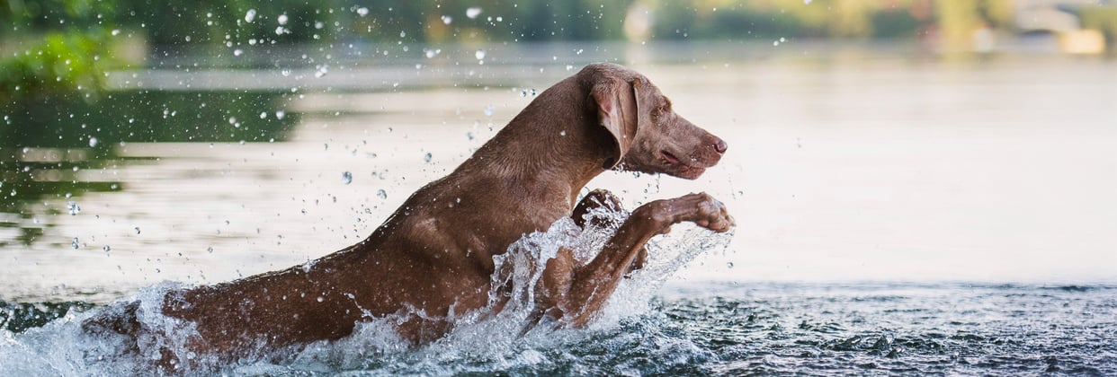 A weimaraner splashing through a lake.
