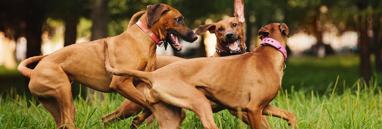 Three ridgeback dogs playing in grass.