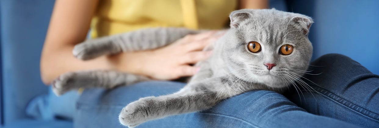 A grey Scottish Fold sitting on their owner's knee.
