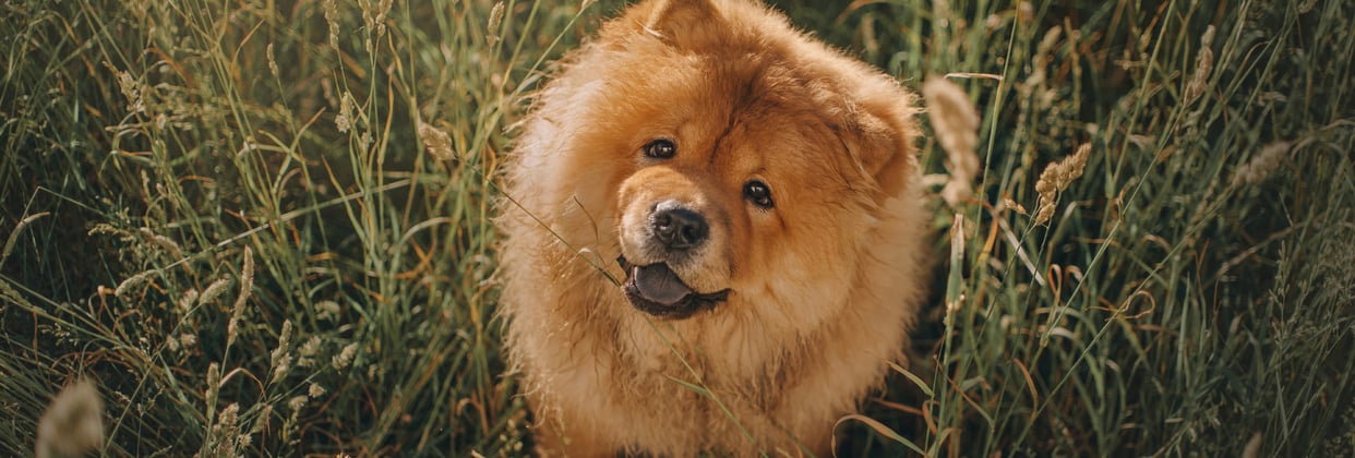 A ginger Chow Chow sitting in grass.