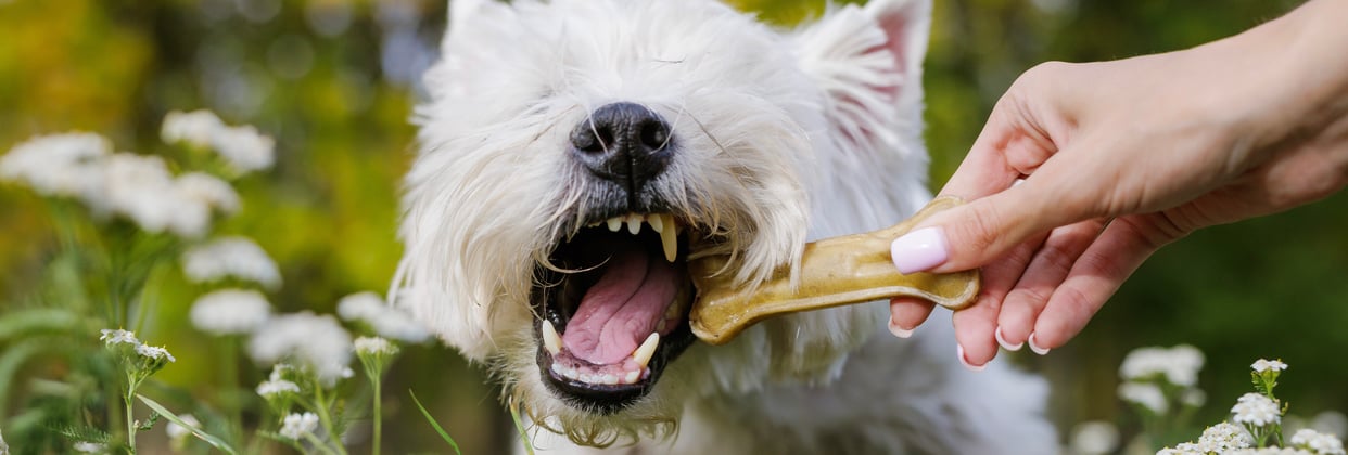 Westie chewing a dog chew in a field of flowers