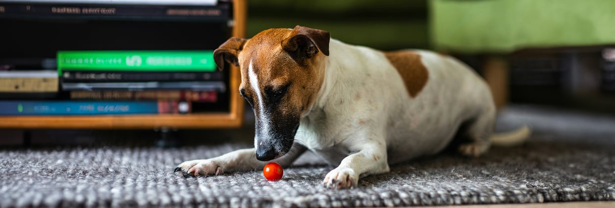 A black, brown and white Jack Russell Terrier sat on a rug investigating a cherry tomato