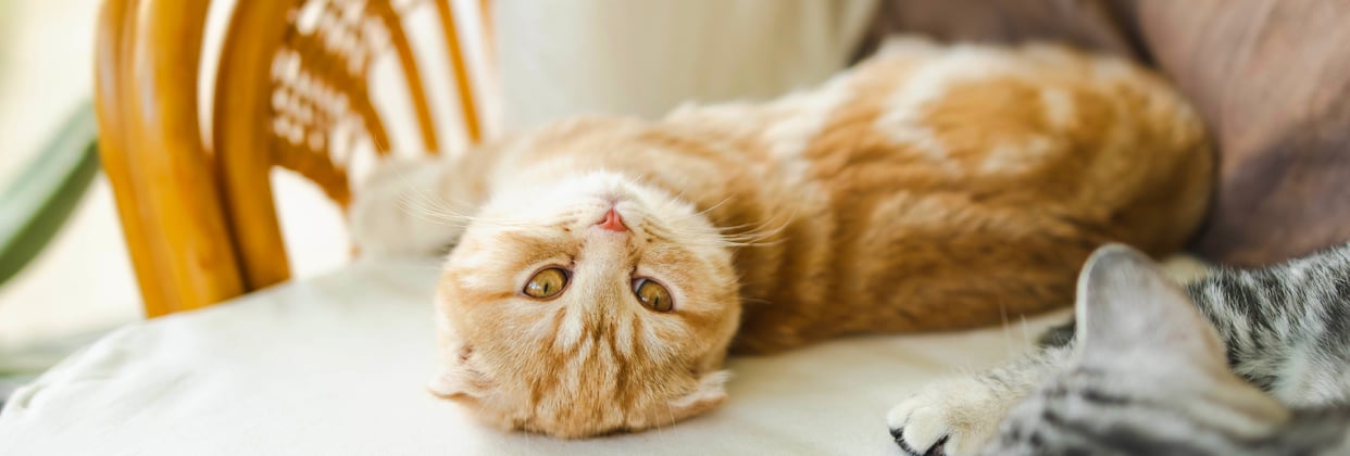 A ginger scottish fold laying down.