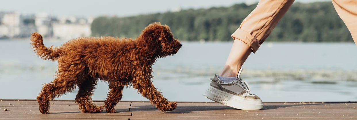 A brown Poodle puppy walking behind his owner.