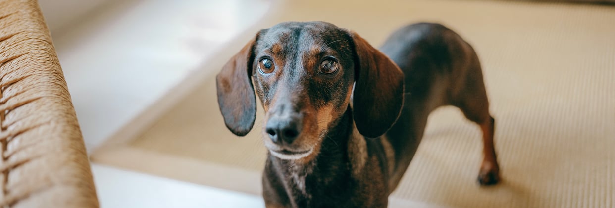 dachshund standing on a rug