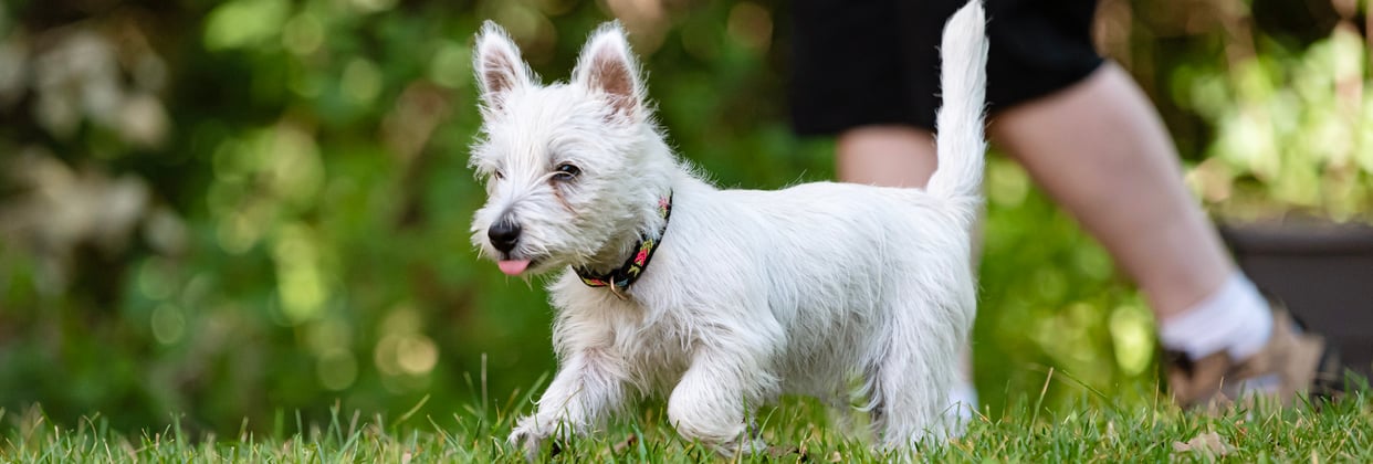 Westie walking in grass