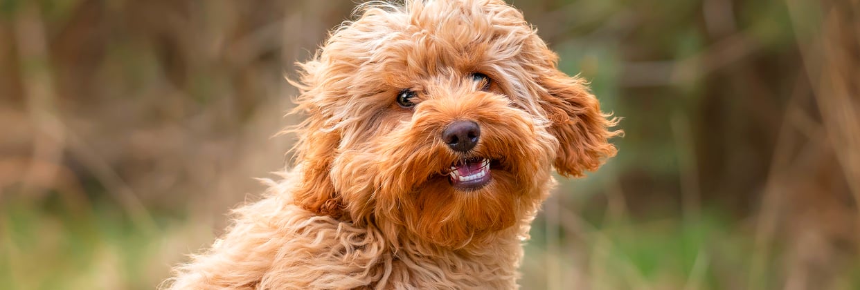 A close up of a ginger puppy.