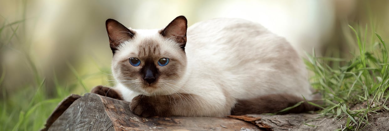 A Siamese cat laying down on a log.