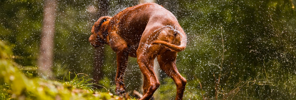 A brown dog shaking water off his back.