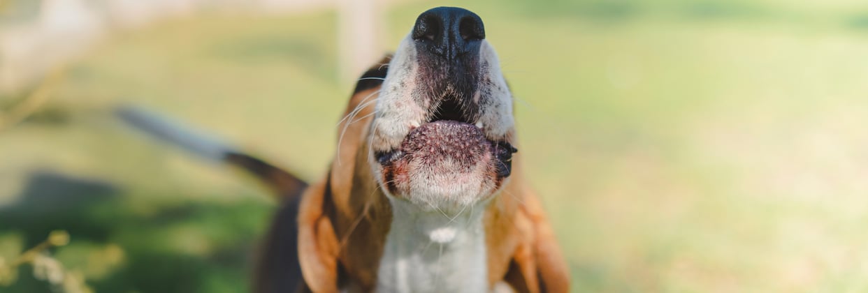 Beagle dog's nose pointing up in the air as if howling