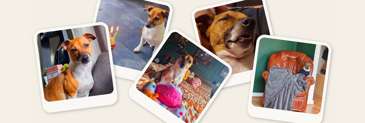 Jack Russell collage mostly sitting or sleeping