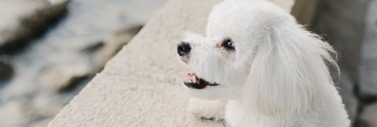 A Bichon Frise standing up against a wall.