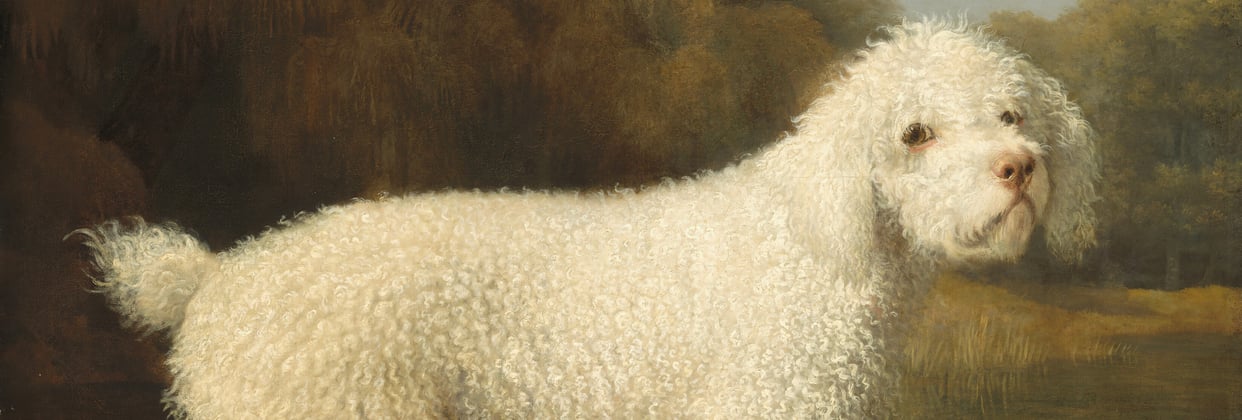 Old painting of white Labradoodle