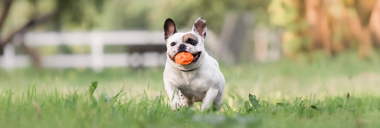 White and brown french bulldog running across grass with orange ball in mouth