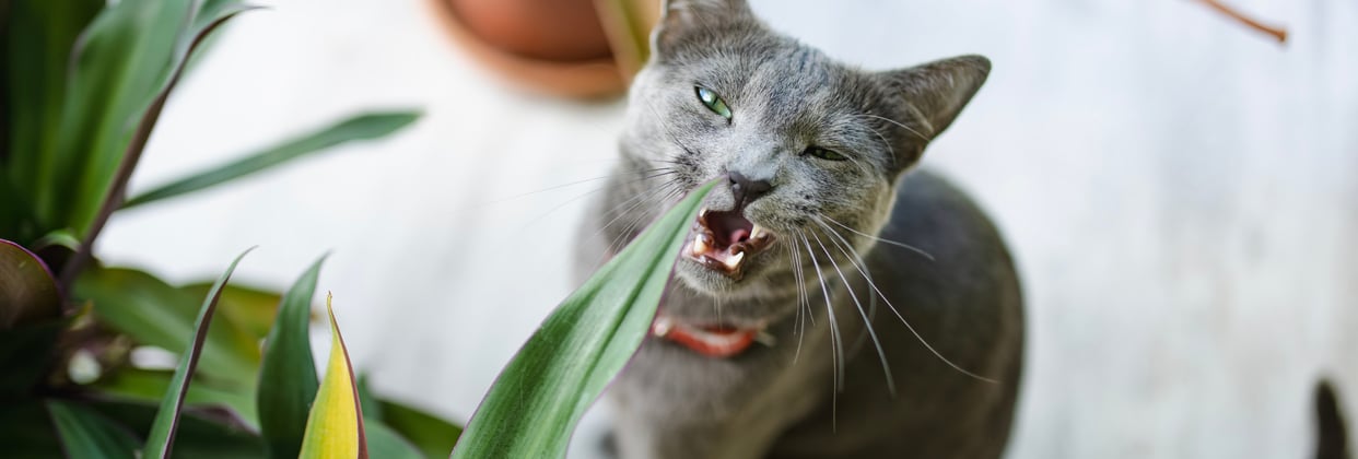 A russian blue chewing on a house plant.