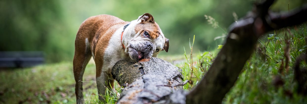 An english bulldog rubbing its face against a log.
