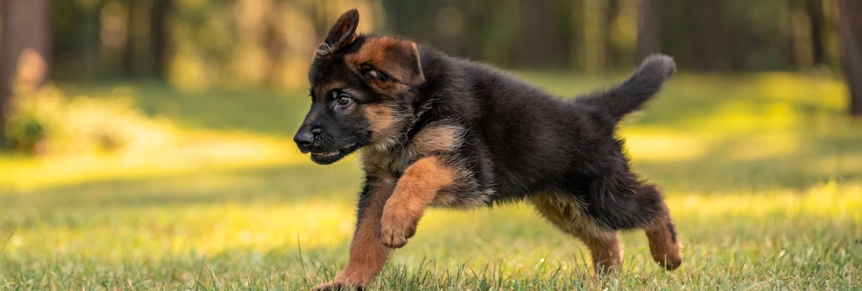 A german shepherd puppy bounding across grass.