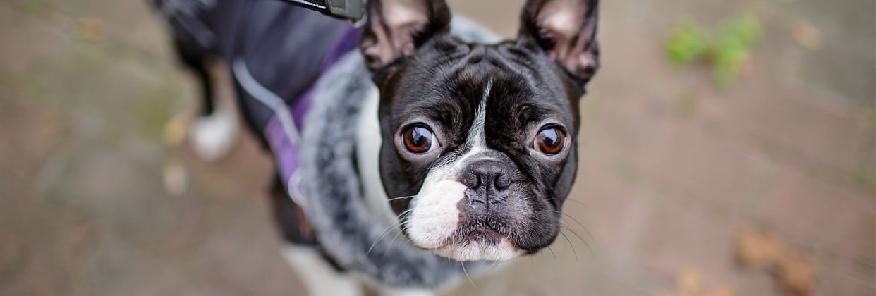 A boston terrier in a purple jacket looking up at the camera.