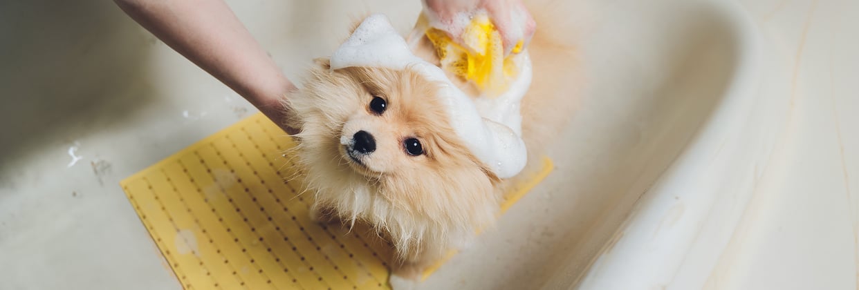 A pomeranian being washed in a small bath