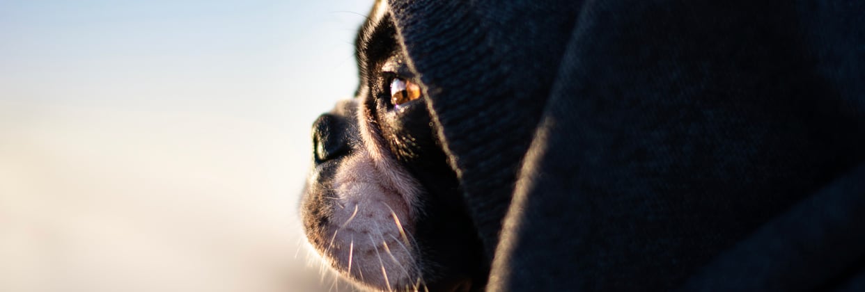 A boston terrier under a blanket looking out into the sunset.