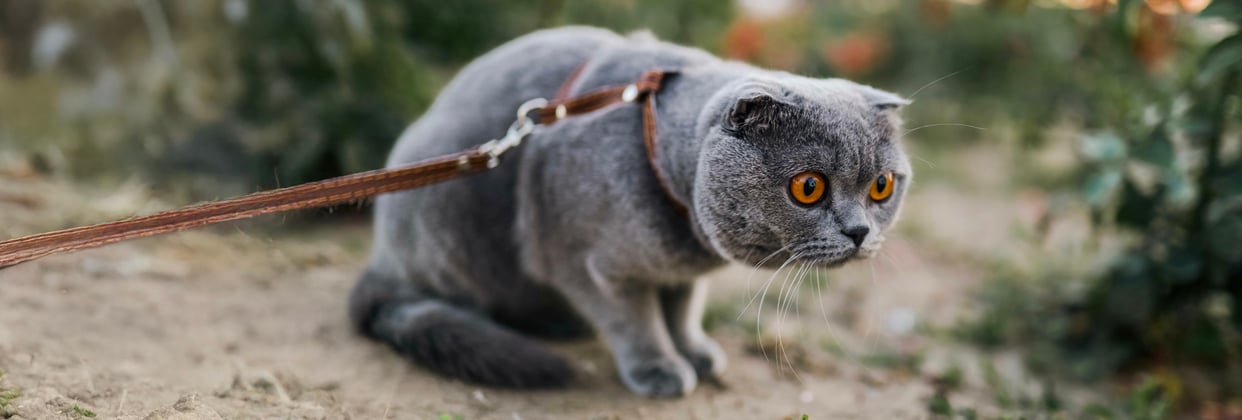 A grey scottish fold on a lead.