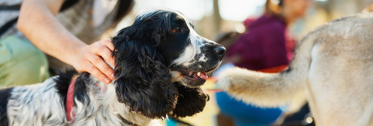 Black and White Cocker Spaniel with owners hand on them