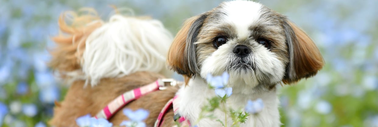 A shih tzu with a pink lead among flowers.