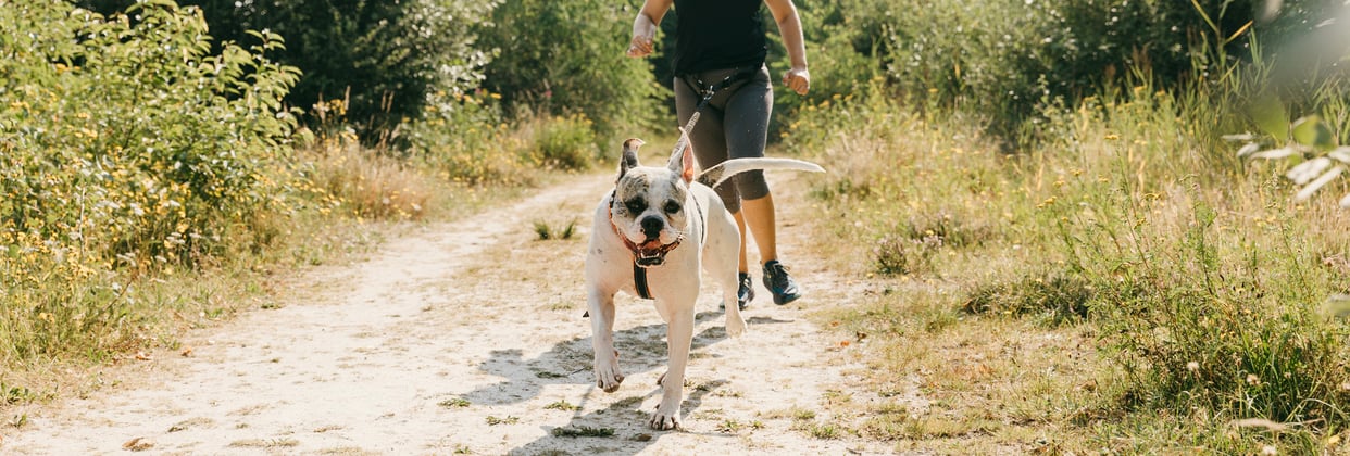 An american bulldog and its owner walking down a dirt path.