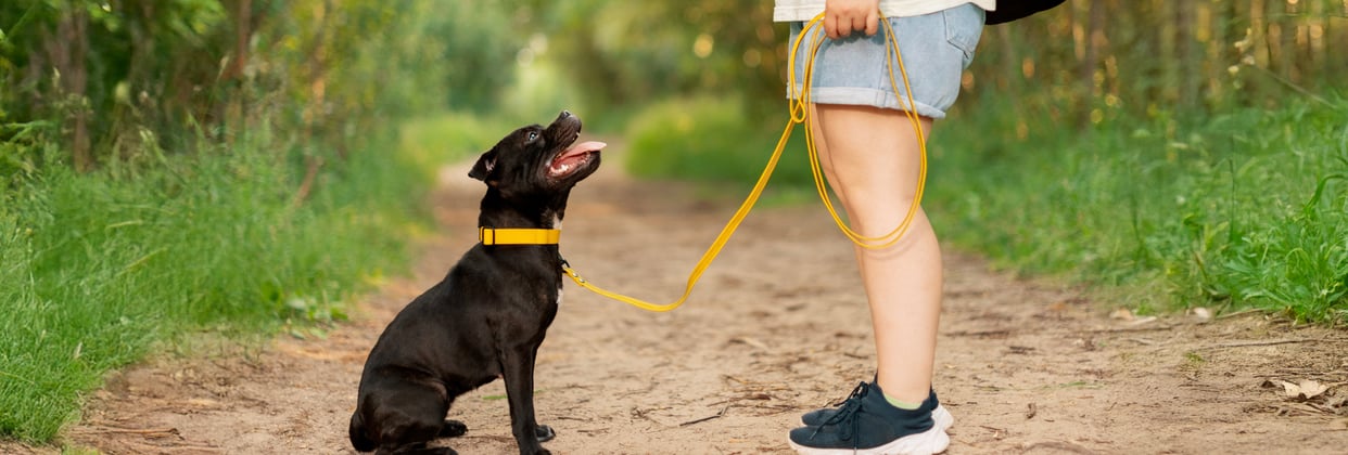 A staffordshire bull terrier walking on a lead looking up at its owner.