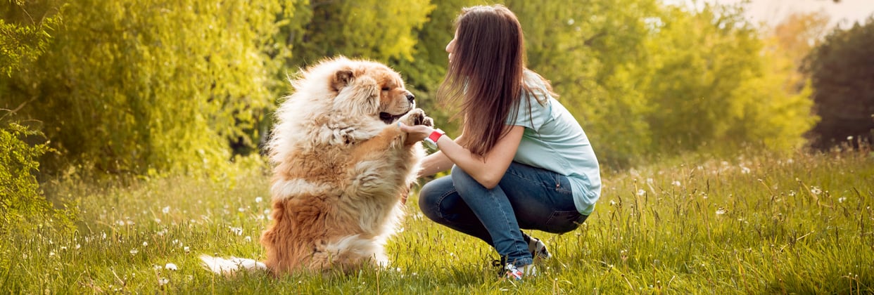 A woman crouched down with a Chow Chow in a field.