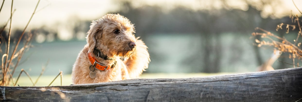 Golden Labradoodle with orange collar standing in the sun behind a tree trunk