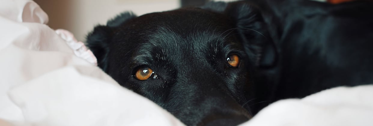 A close up of a black Labrador Retriever's eyes gazing at a camera