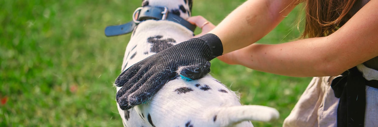 Dalmatian being groomed with a grooming glove
