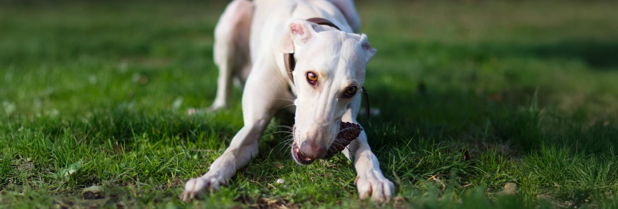 a white greyhound eating on the floor.