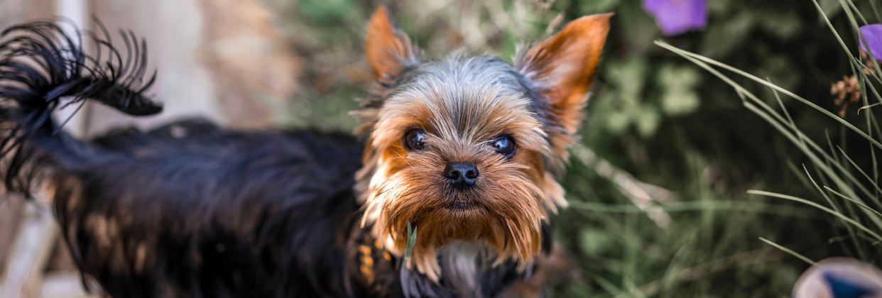 A cute yorkie puppy looking directly into the camera lens.