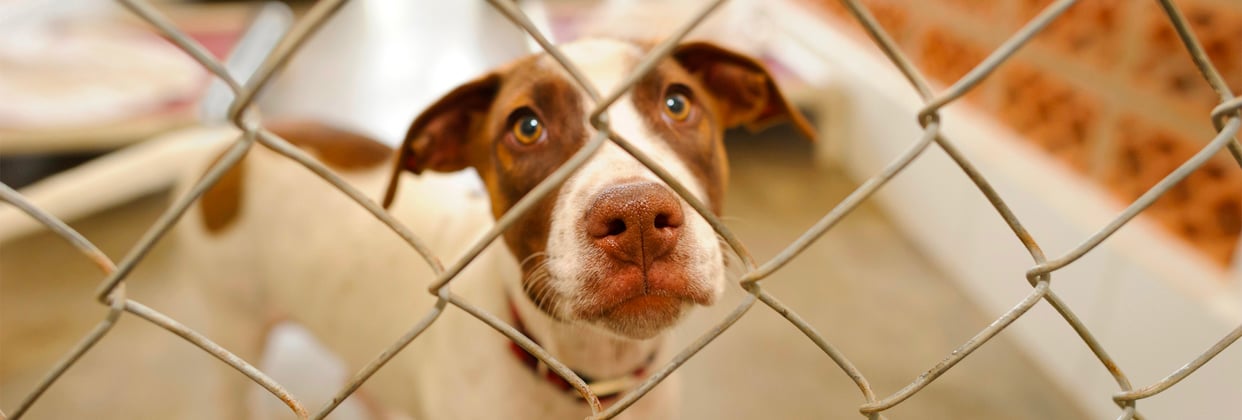 A dog looking through a fence.