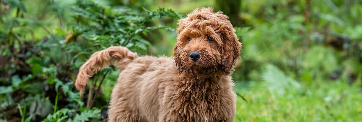A tan cockapoo standing among grass
