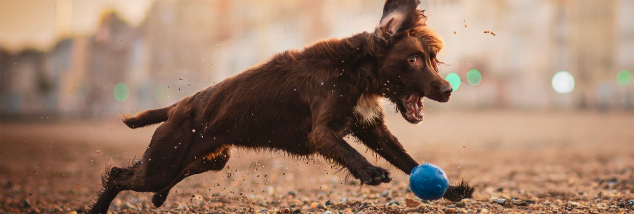 A Sprocker Spaniel chasing a ball