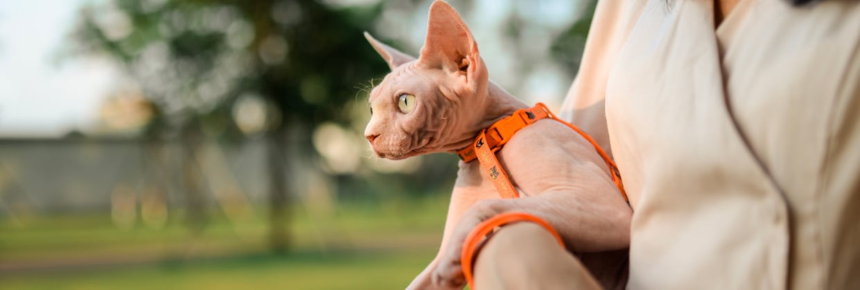 A sphynx in an orange harness being held by its owner.